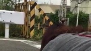 JAPANESE Exhibitionist RAILROAD CROSSING 1