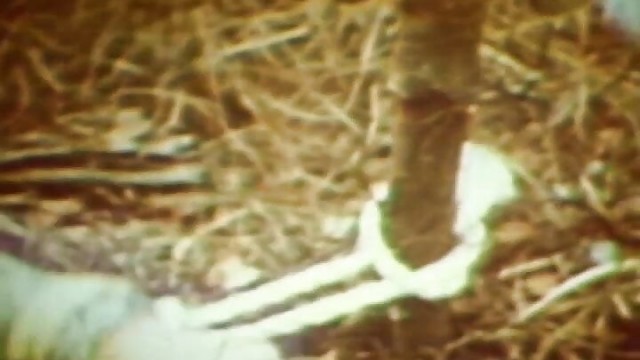 WILD ENTRY 1